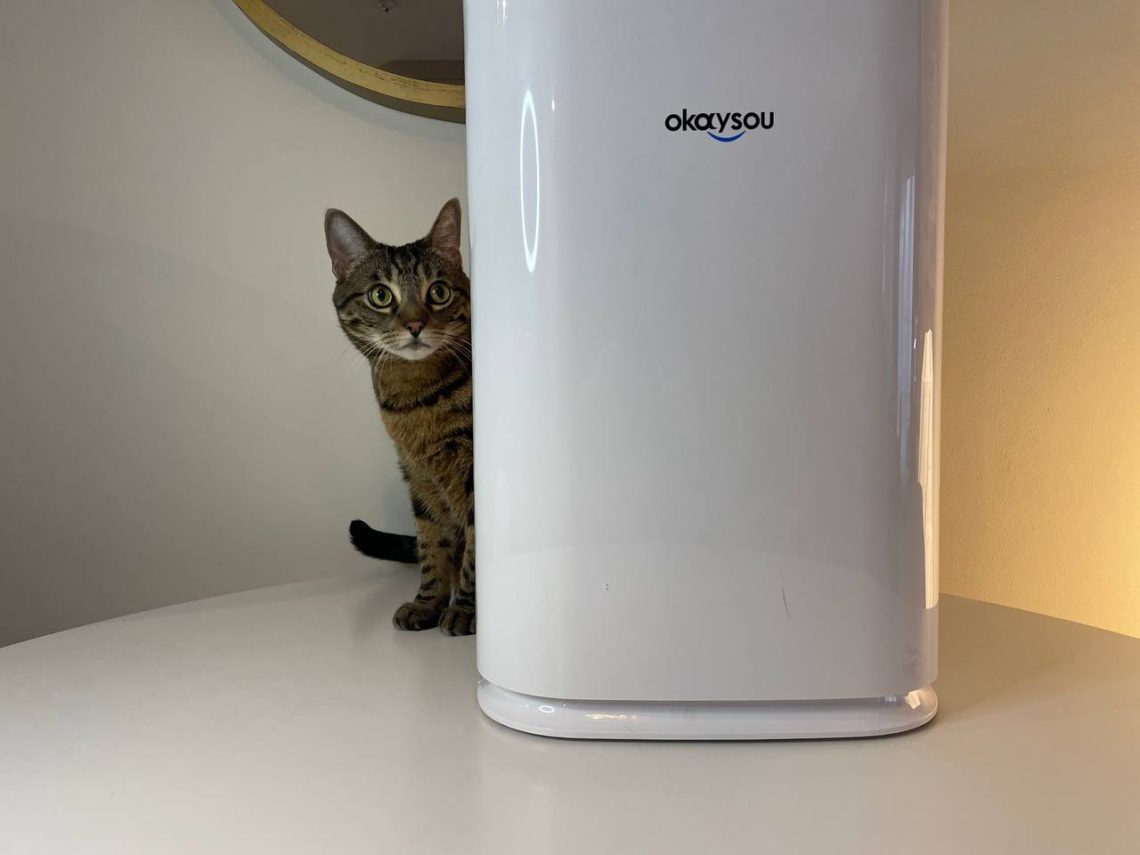 Okaysou air purifier review featured image with my cat behind