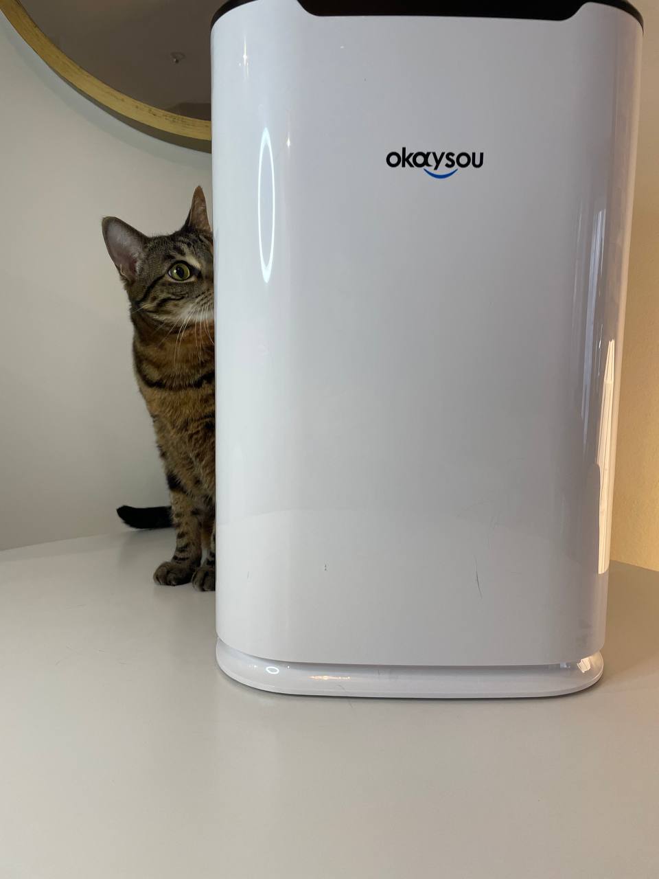 My cat is sniffing Okaysou Air Purifier