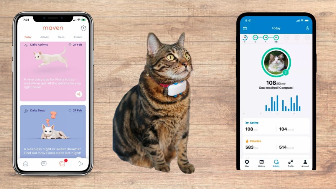 My cat wearing a smart collar with app stats on the sides