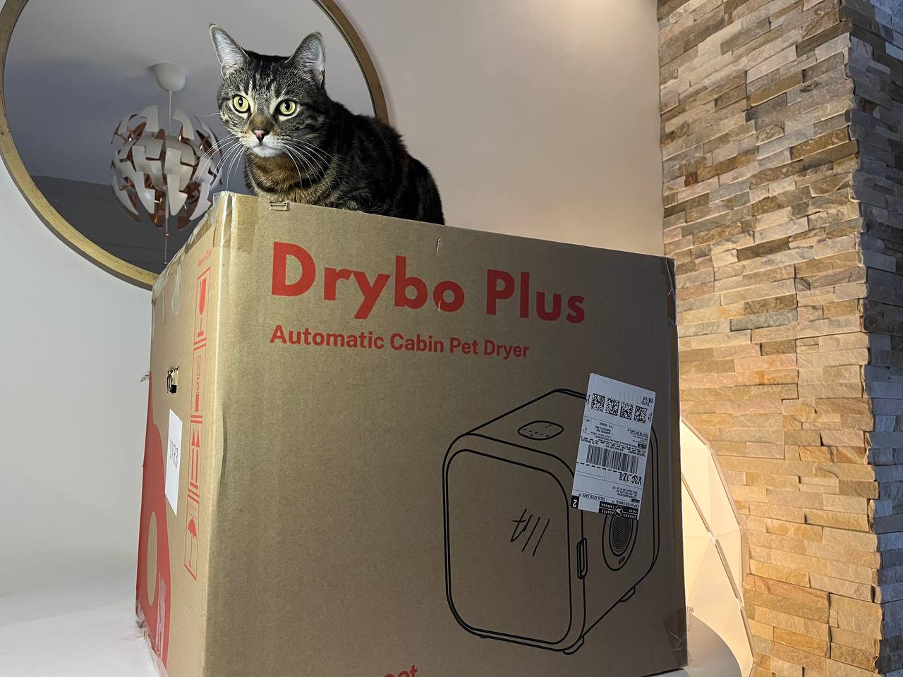 My cat and Drybo Plus Pet Dryer in the box
