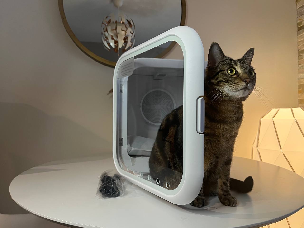 My cat opened a door for Drybo Plus Pet Dryer