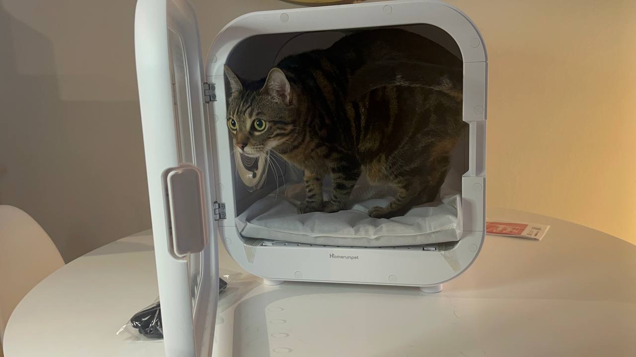 My cat exploring Drybo Plus Pet Dryer panel