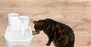Cat Mate water fountain review featured image
