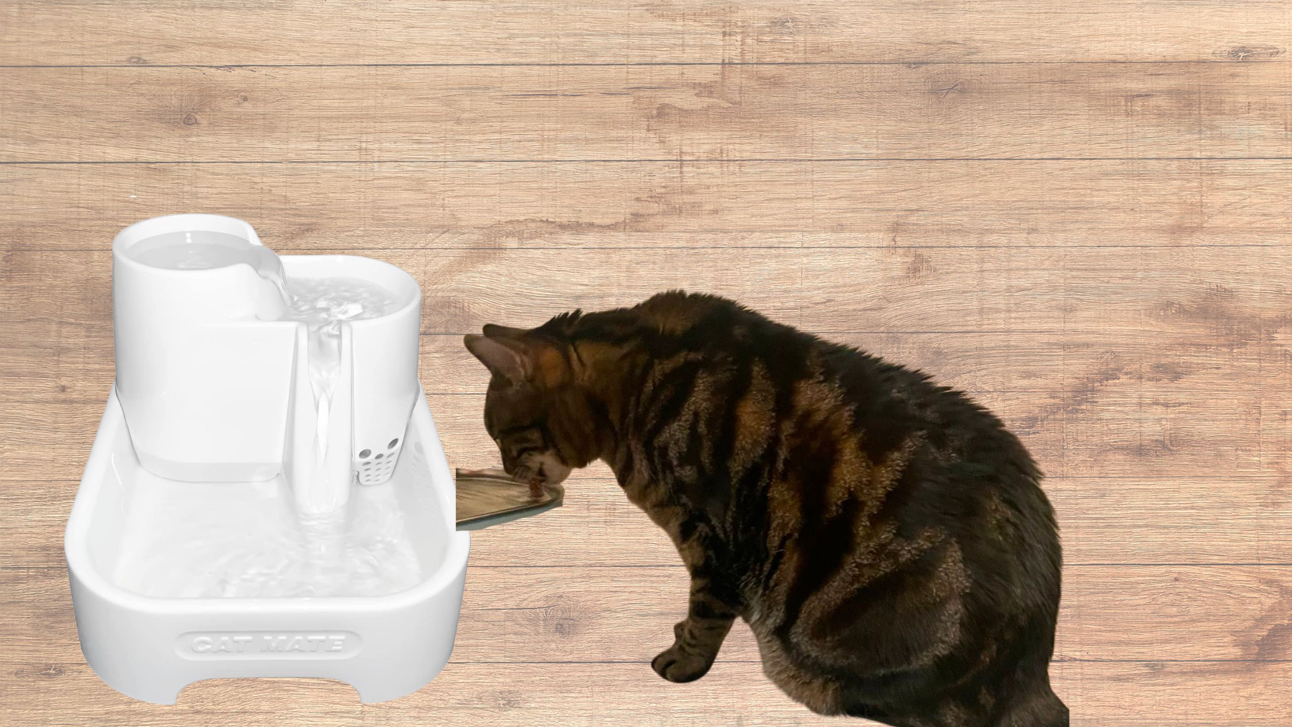 Cat Mate fountain review featured image