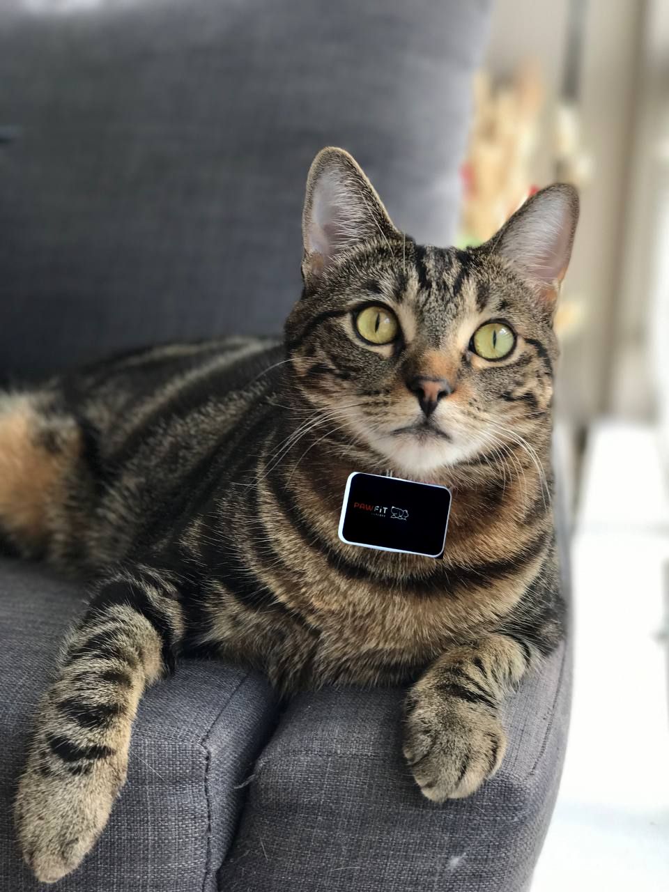My cat with PAwfit tracker