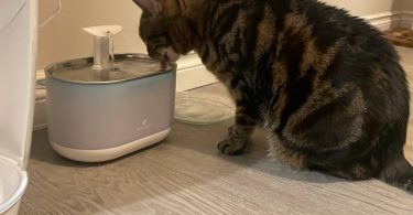 My cat is drinking from Petlibro Cat Water Fountain