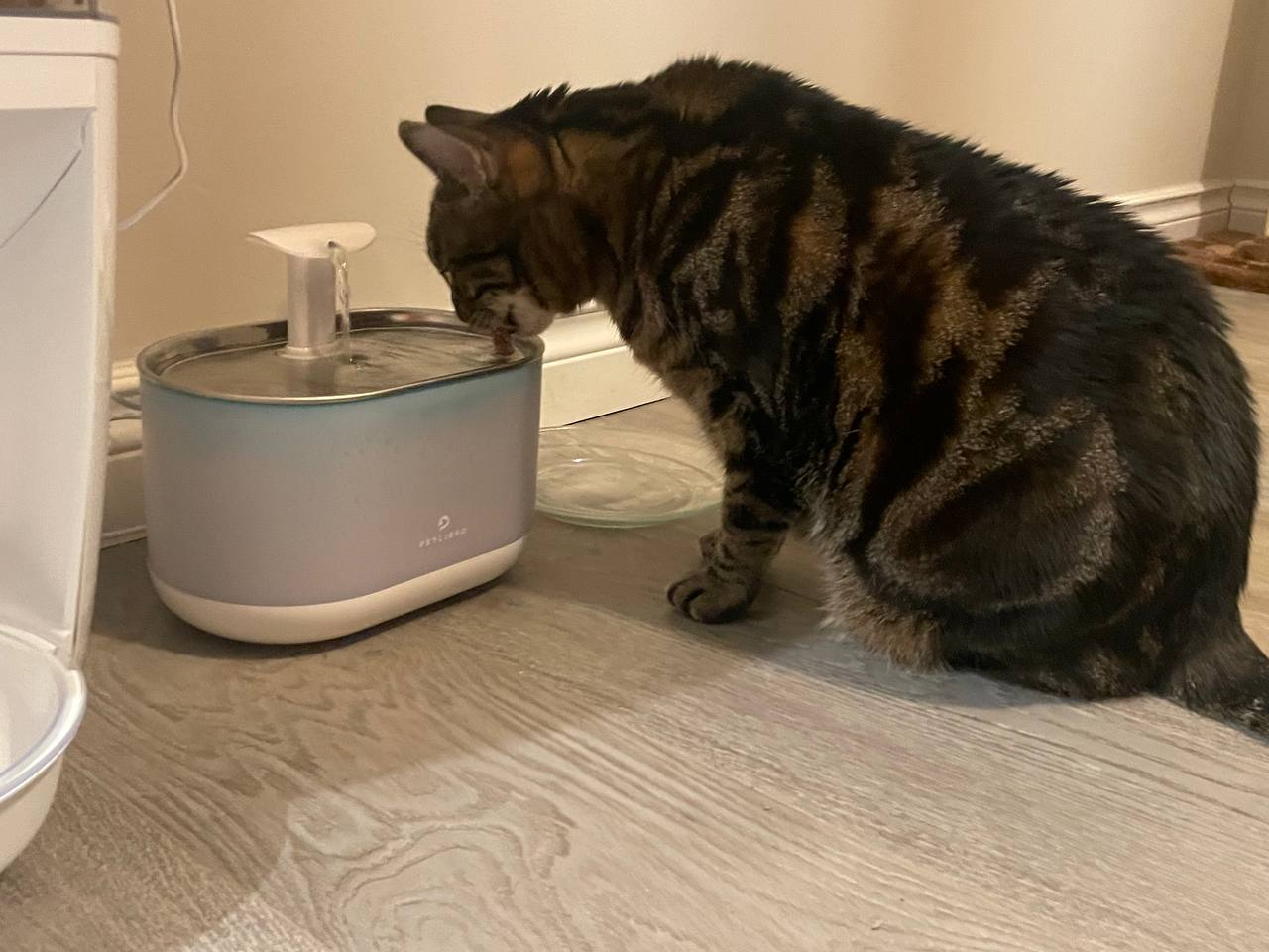 My cat is drinking from Petlibro Cat Water Fountain