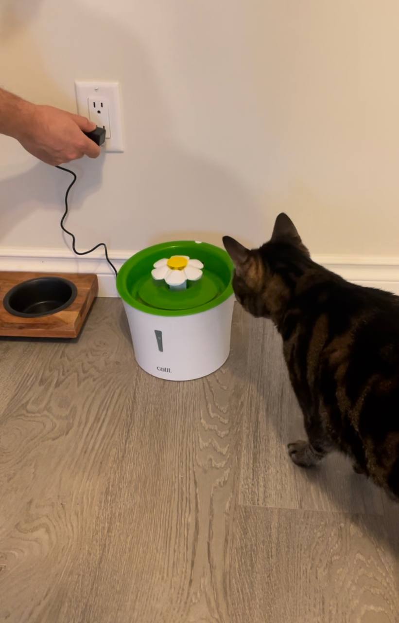 My cat is scared of noise of Catit Senses 2.0 Flower Fountain