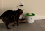 My cat is scared to use Catit Senses 2.0 Flower Fountain