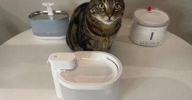 My cat around different cat water fountains
