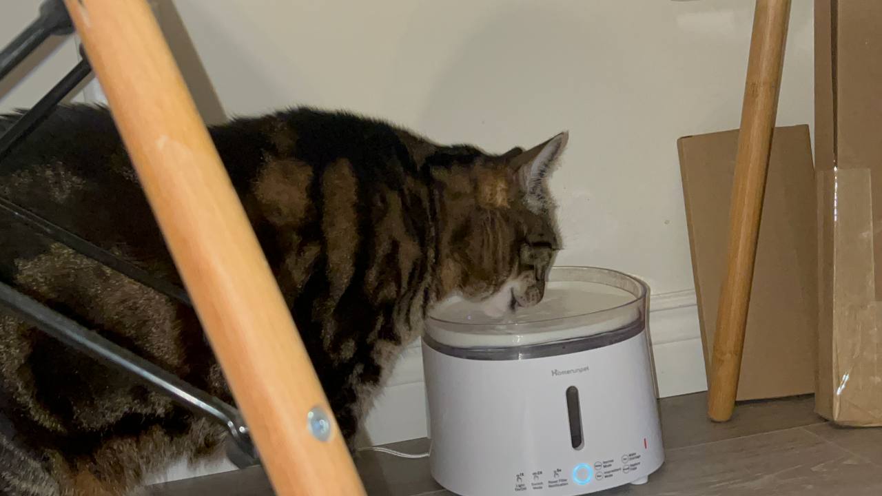 My cat is drinking from Homerunpet Cat Water Fountain