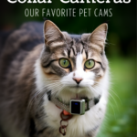 Top 5 Best Cat Collar Cameras