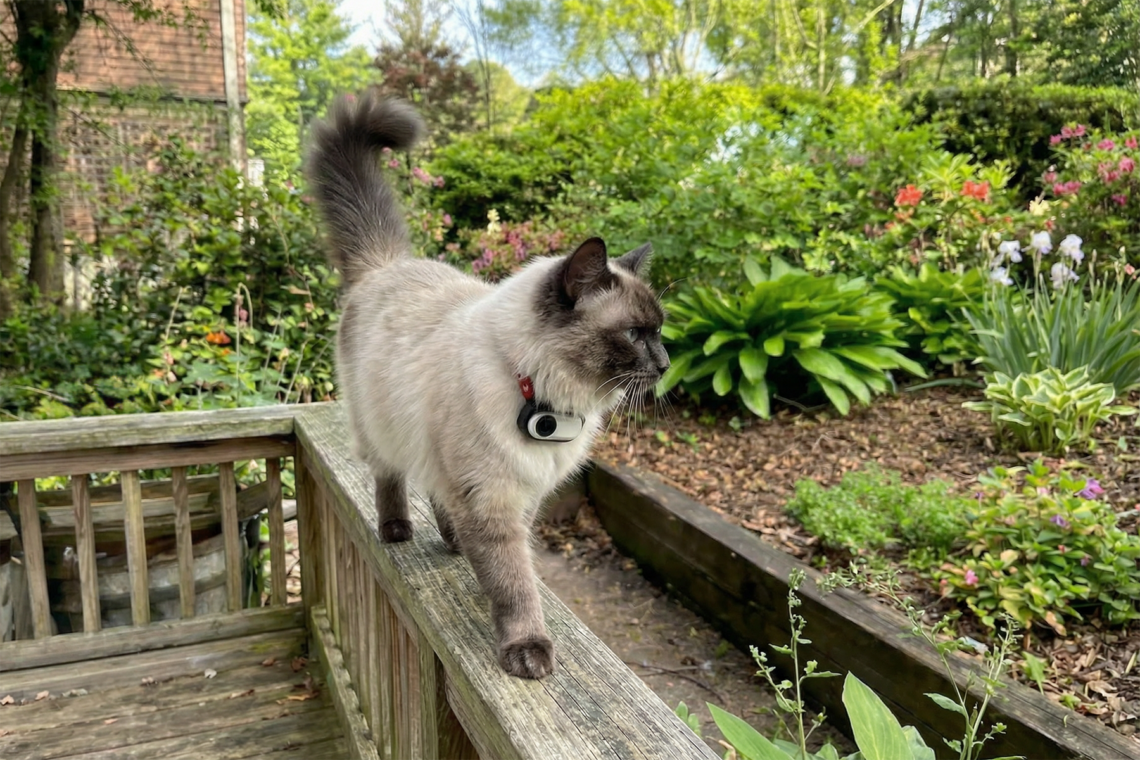 Best Cat Collar Cameras