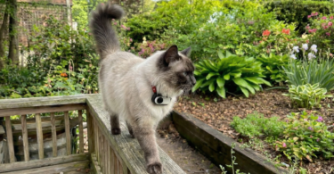 Best Cat Collar Cameras