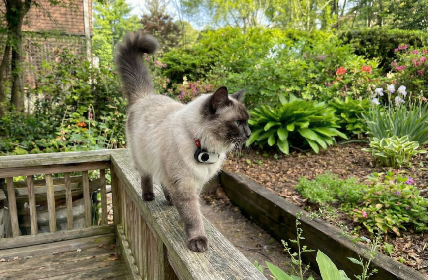 Best Cat Collar Cameras