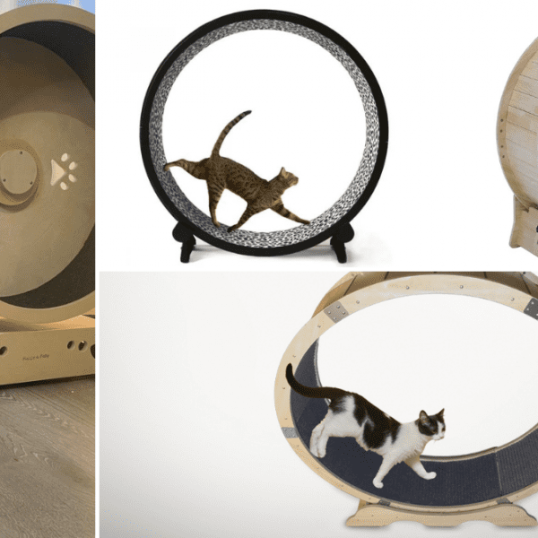 Cat Exercise Wheels: 4 Best Options On the Market in 2023