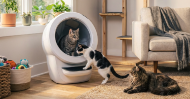 Three cats using and observing a Litter-Robot 4 automatic litter box in a living room, showing how the self-cleaning litter box works for multiple cats