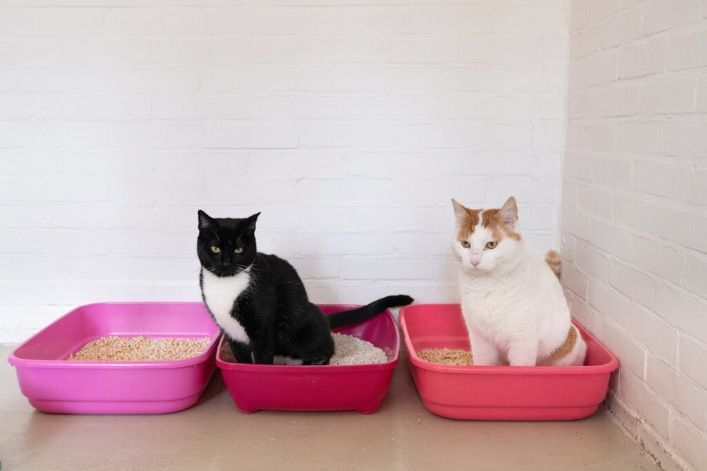Cats in Multiple Cat Litter Boxes