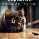 Cat Poop - What's Normal and What's Not