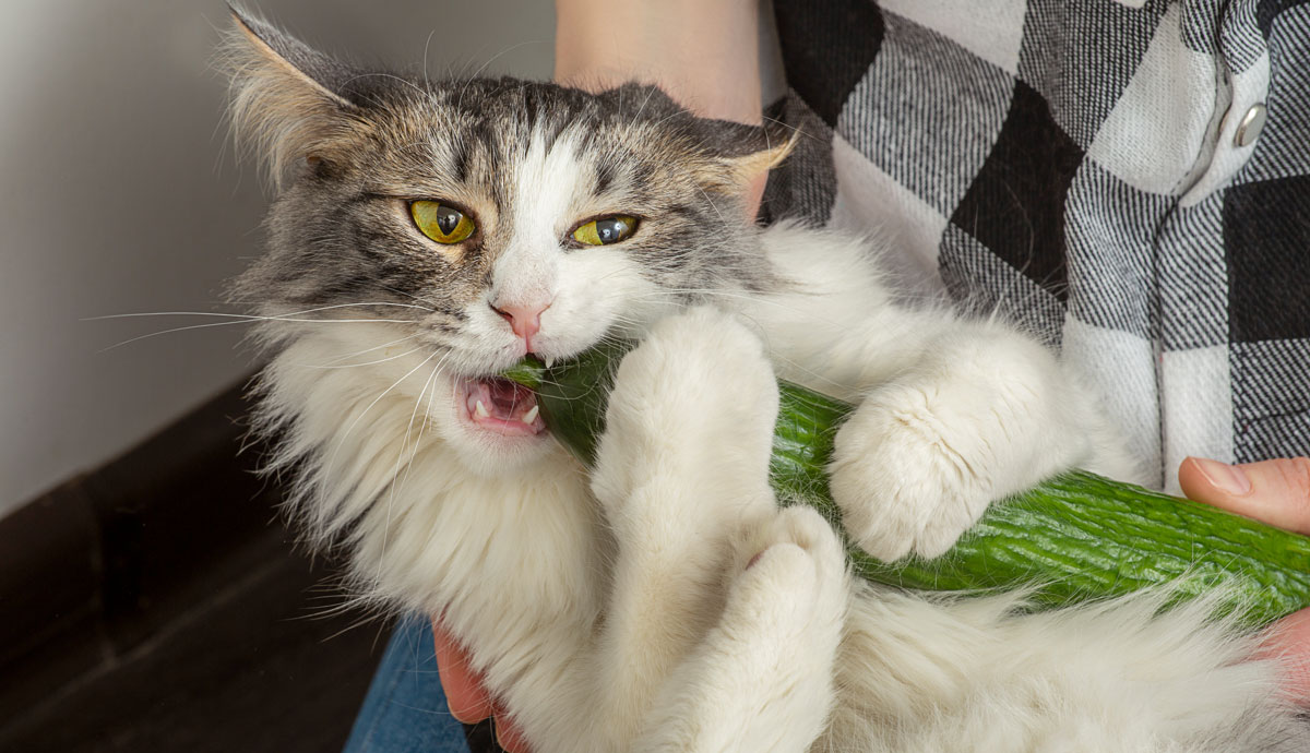 Can cats eat cucumbers