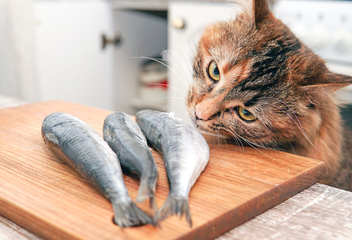 Can cats eat fish