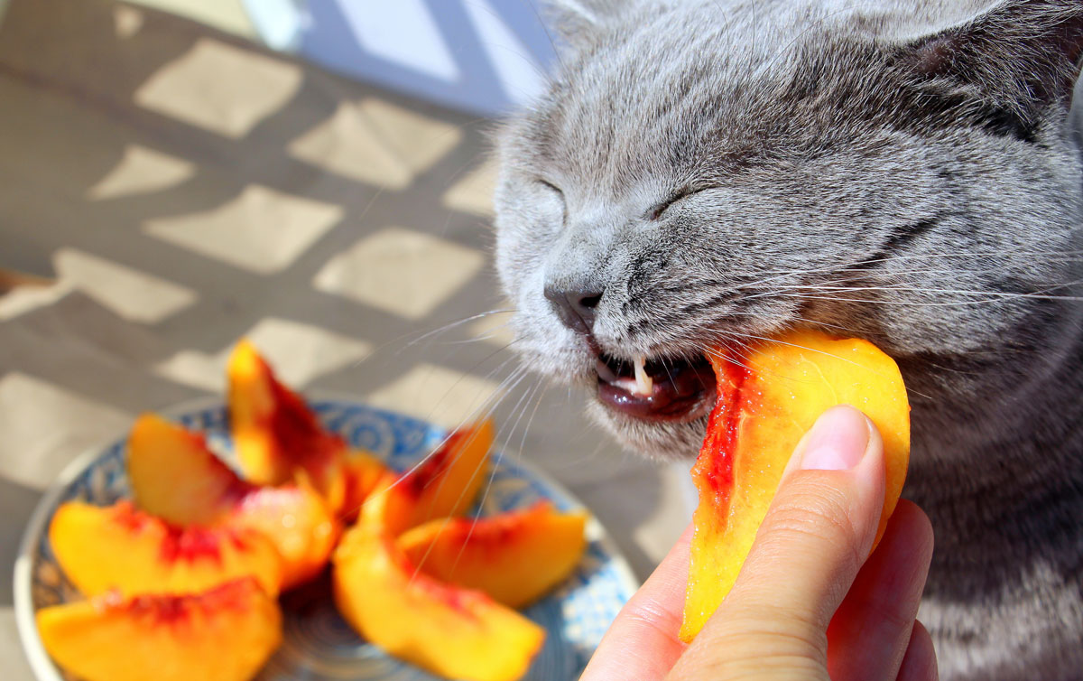 Can cats eat peaches