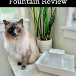 Cat sitting beside the PetSafe Drinkwell Pagoda Cat Water Fountain