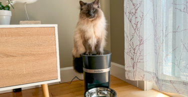 PetSafe Smart Feed Automatic Feeder for cats