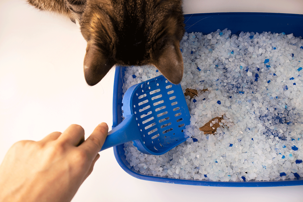 Changing crystal cat litter