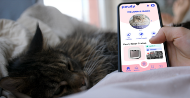 Pawly Door The Smart Cat Door With Prey Detection