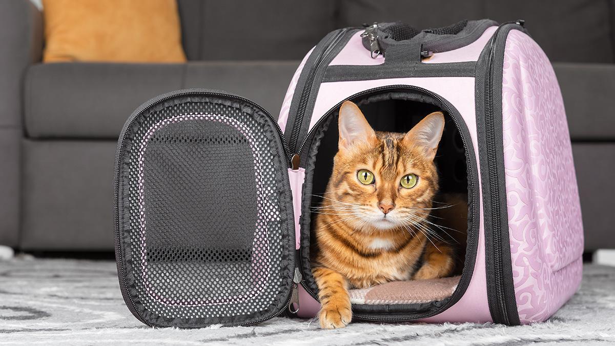 Red Bengal cat in a carrier cat bag on the background of the room.