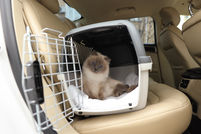 cat in a cat carrier in a car - the best cat carrier