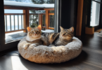 best heated cat bed