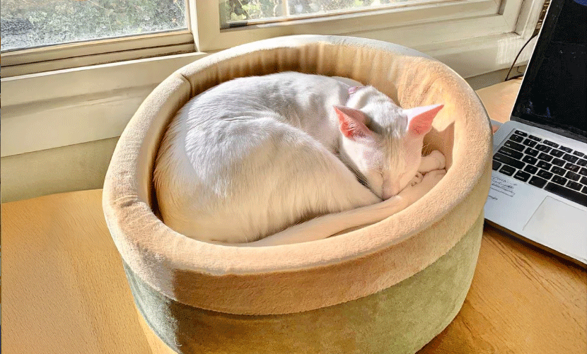 Heated Cat Bed