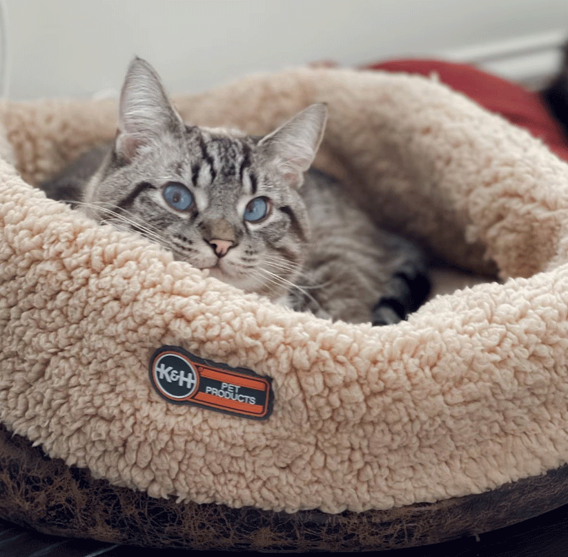 K&H Pet Products heated cat bed