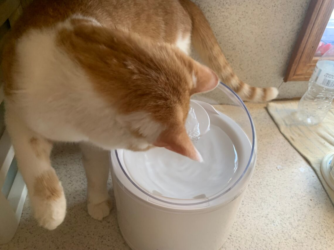 CATLINK PURE 2 Water Fountain Review