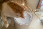 CATLINK PURE 2 Water Fountain Review