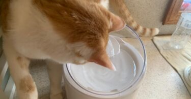 CATLINK PURE 2 Water Fountain Review