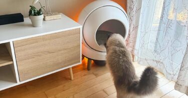 petsafe scoopfree smartspin review