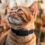best Cat Collar Trackers