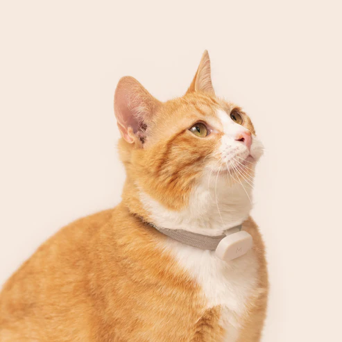 Moggie - Your cat can't tell you how it's doing. Moggie can.