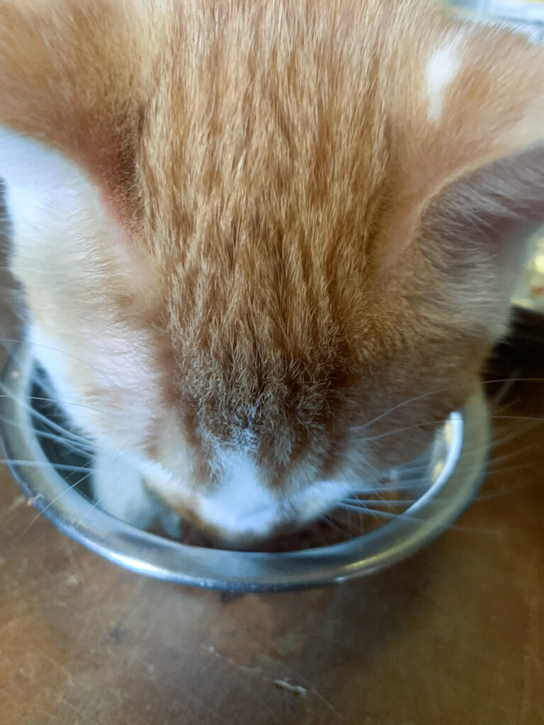 Luke eating his food with Critical Immune Defense sprinkled on top