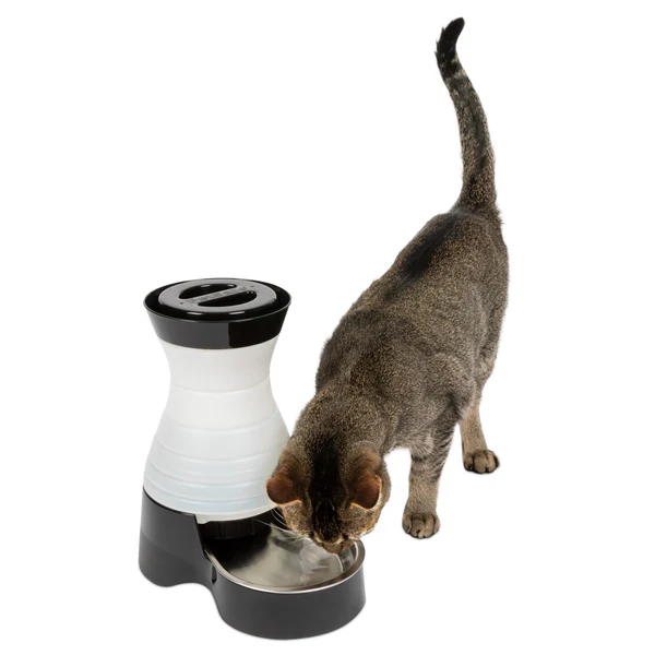 Best Cat Water Bowl Guide: Standard, Elevated, Gravity, and Fountain  Options for Every Cat | TechnoMEOW