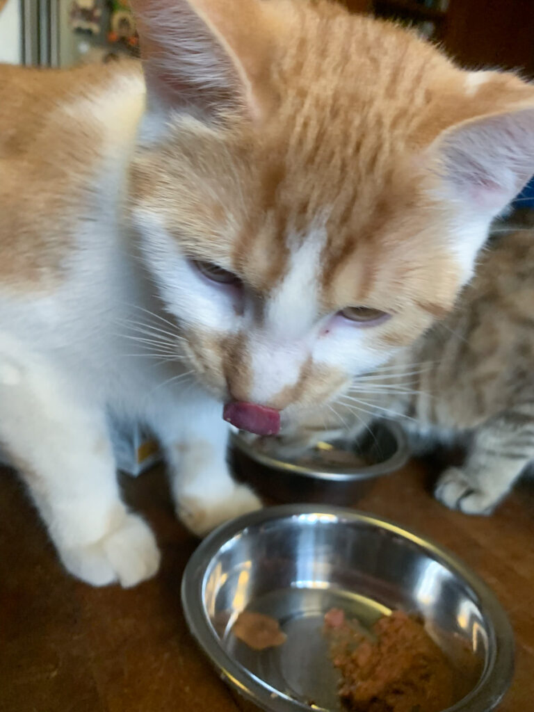 BBPets-Cat-Food-Review-