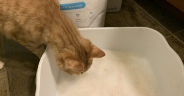 Pretty Litter Review