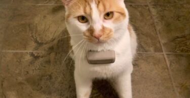 Tractive GPS Cat Tracker Review: Can This Be Used For Cats?