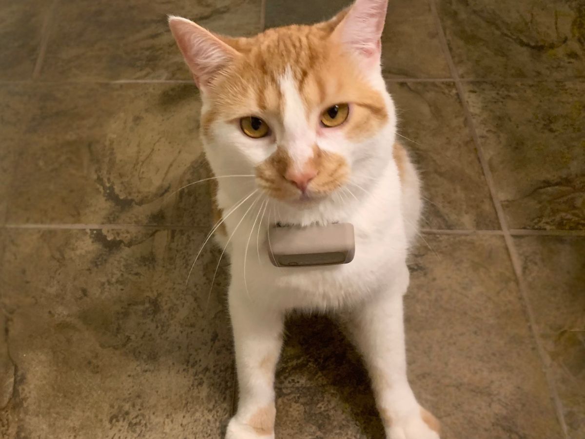 Tractive GPS Cat Tracker Review: Can This Be Used For Cats?