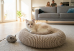 new kitten checklist and guide.