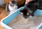 How to Make Cat Litter Box Cleaning Less Disgusting (Without Neglecting It)