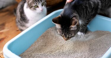 How to Make Cat Litter Box Cleaning Less Disgusting (Without Neglecting It)